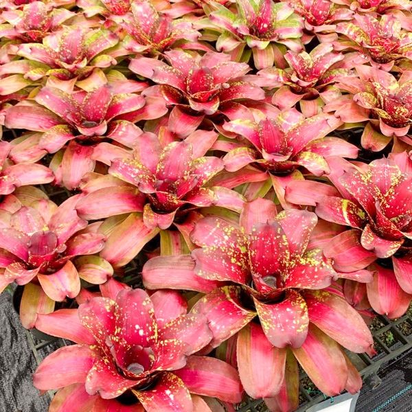 Неорегелии по 3000 руб из нашего предзаказа