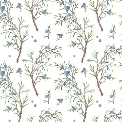 можжевельник на белом фоне