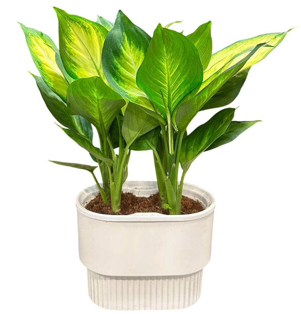 Диффенбахия Марианна (в кашпо)