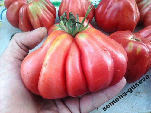 Помидоры Tlacolula Ribbed