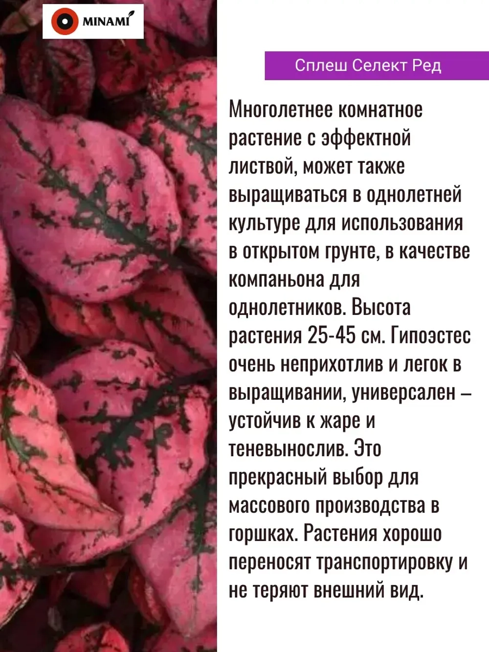 Гипоэстес сплеш Селект набор