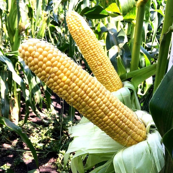 ОВАТОННА F1 семена кукурузы (Clause | Alexagro) – фото 3