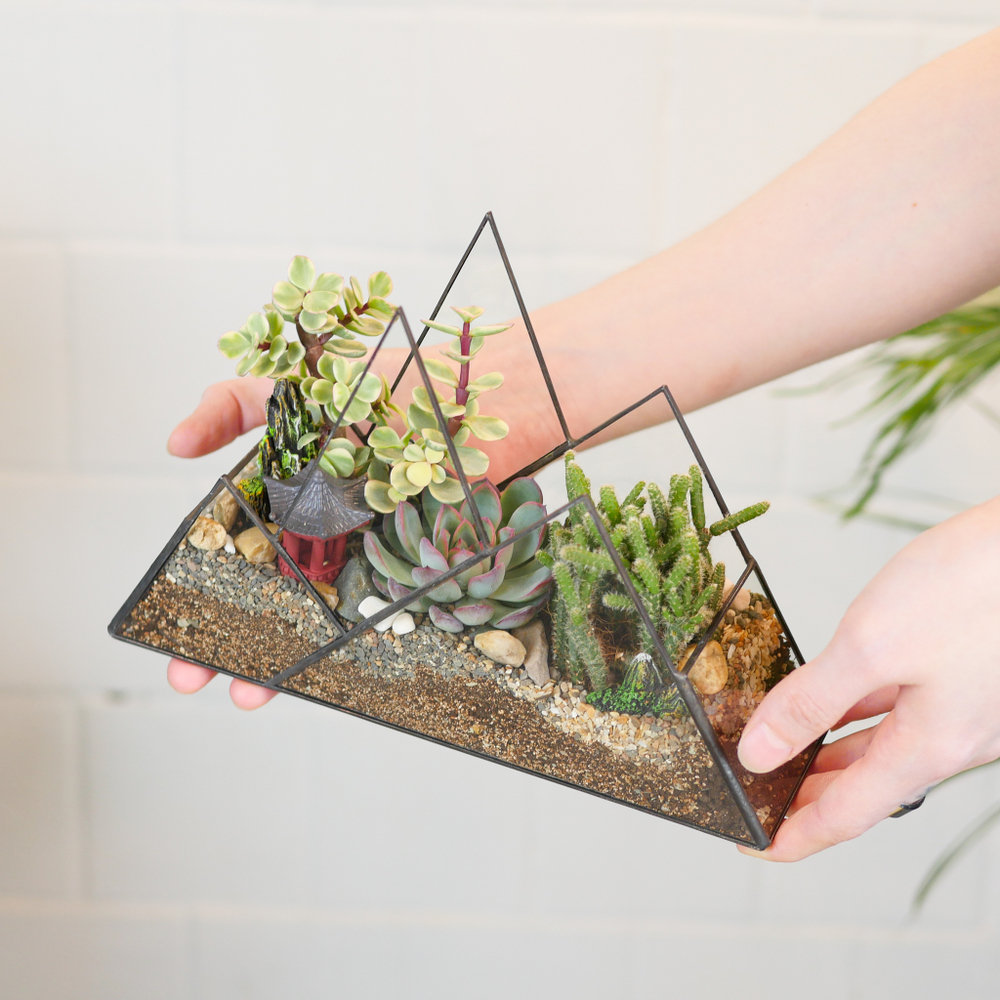 Готовый флорариум с суккулентами Горы "Дух востока"