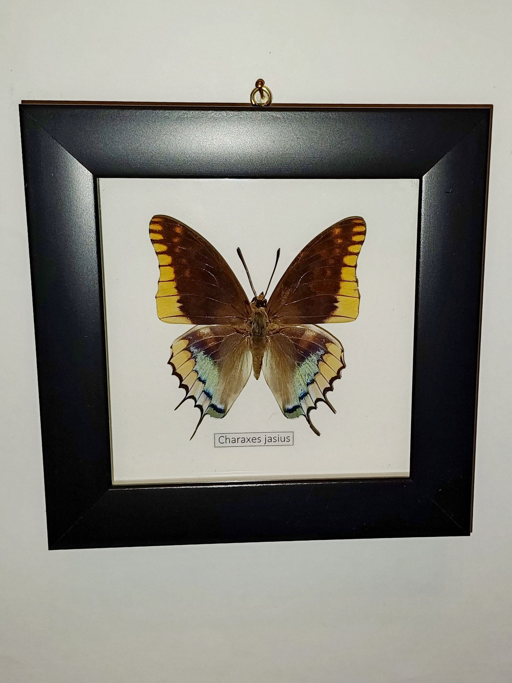 Бабочка Charaxes jasius в рамке