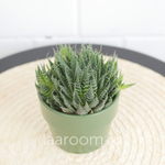 Алоэ Аристата