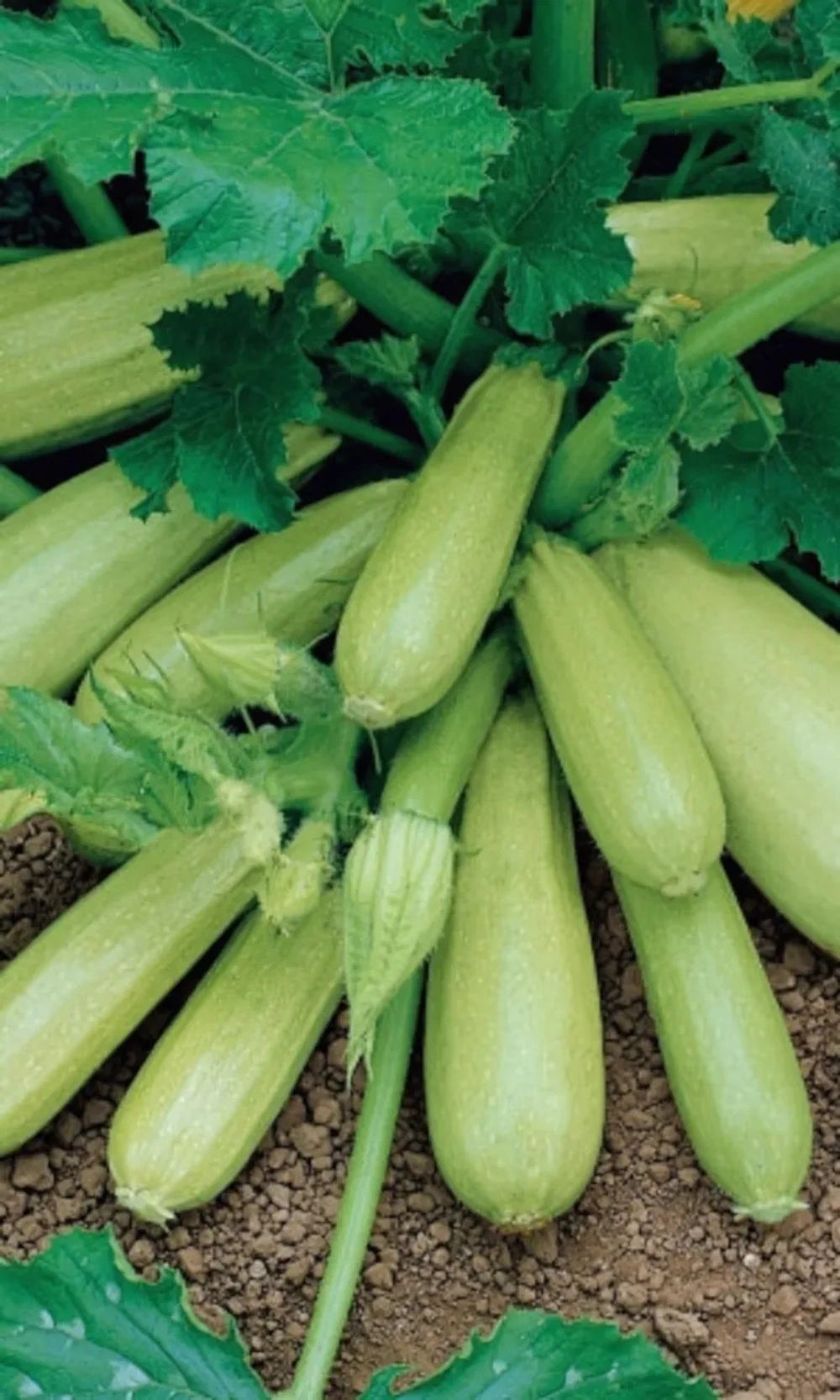 Семена Кабачок Корнишонный - цукини (УД) Е/П