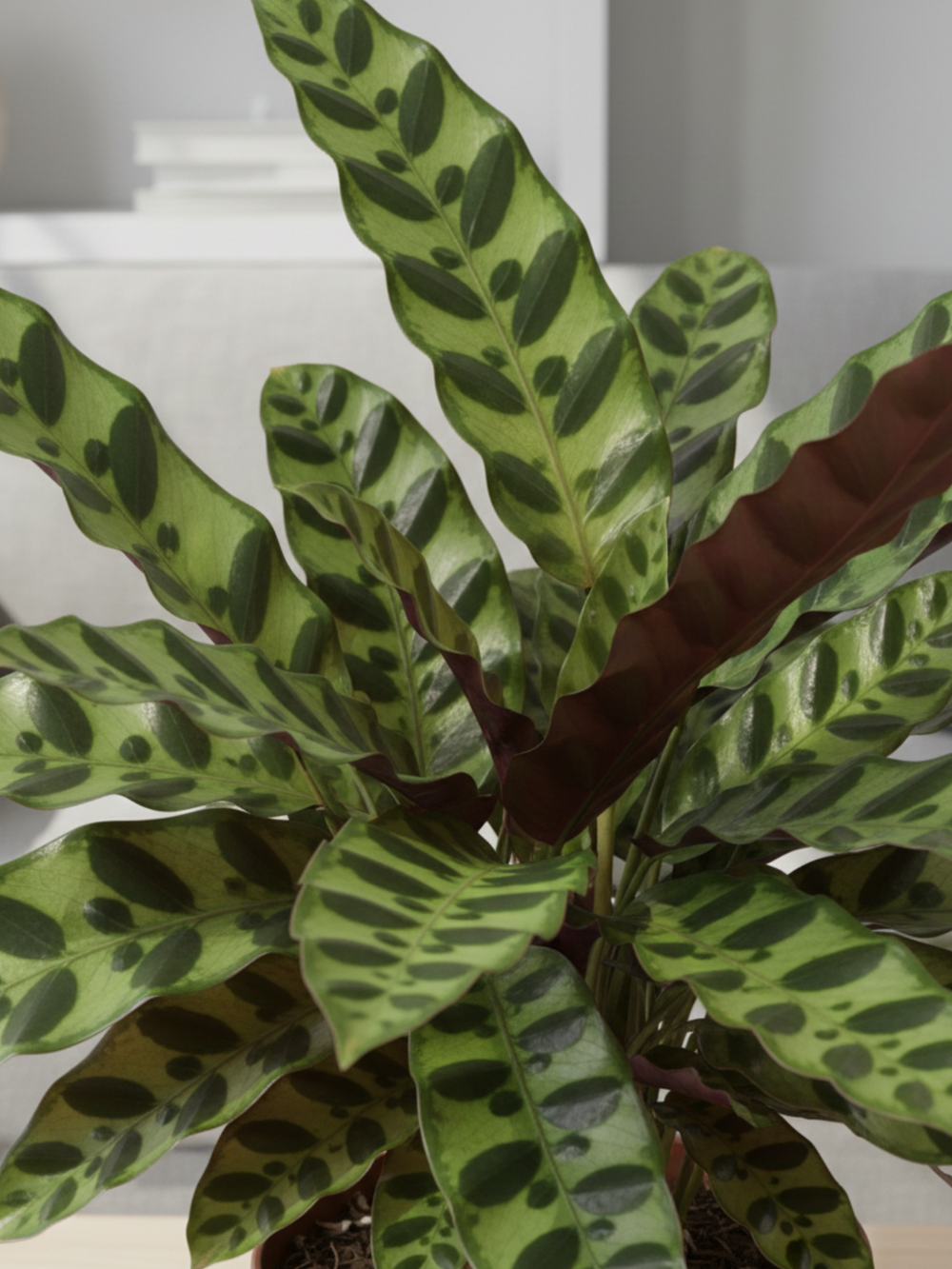 Калатея Leopard Pattern д.11