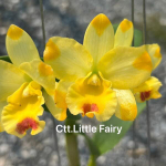 Орхидея каттлеанте CTT. LITTLE FAIRY