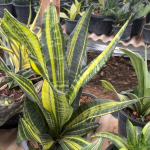 Сансевиерия FUTURA GOLD