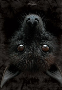 Bat Head