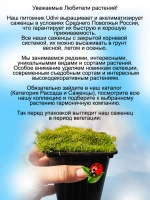 Мшанка Лайм Мосс шиловидная ирландский мох