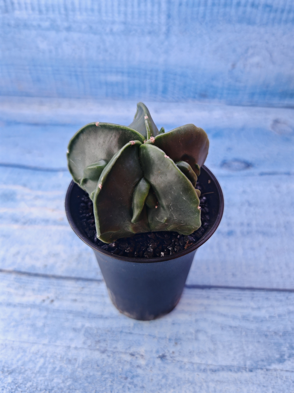Astrophytum Myriostigma monstrosa (Астрофитум)
