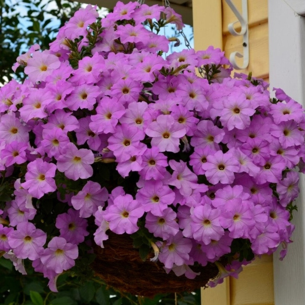 Петуния Опера Лавандер Opera Lavender Рассада ОКС конец Марта