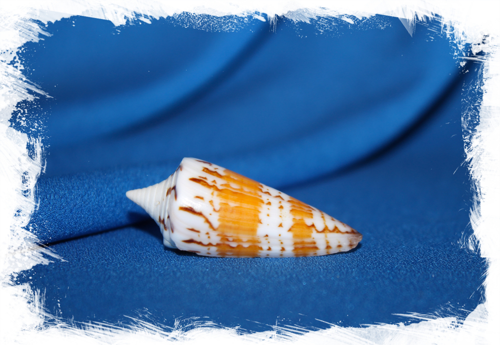 Конус Генералис (Conus generalis) 6,3см. 1шт.