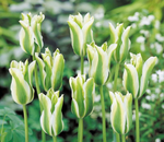 ЛУКОВИЦЫ ТЮЛЬПАН SPRING GREEN 12/14, DARIT 5 ШТ/