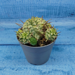 Euphorbia meloformis f. Variegated (Эуфорбия вариегатная)