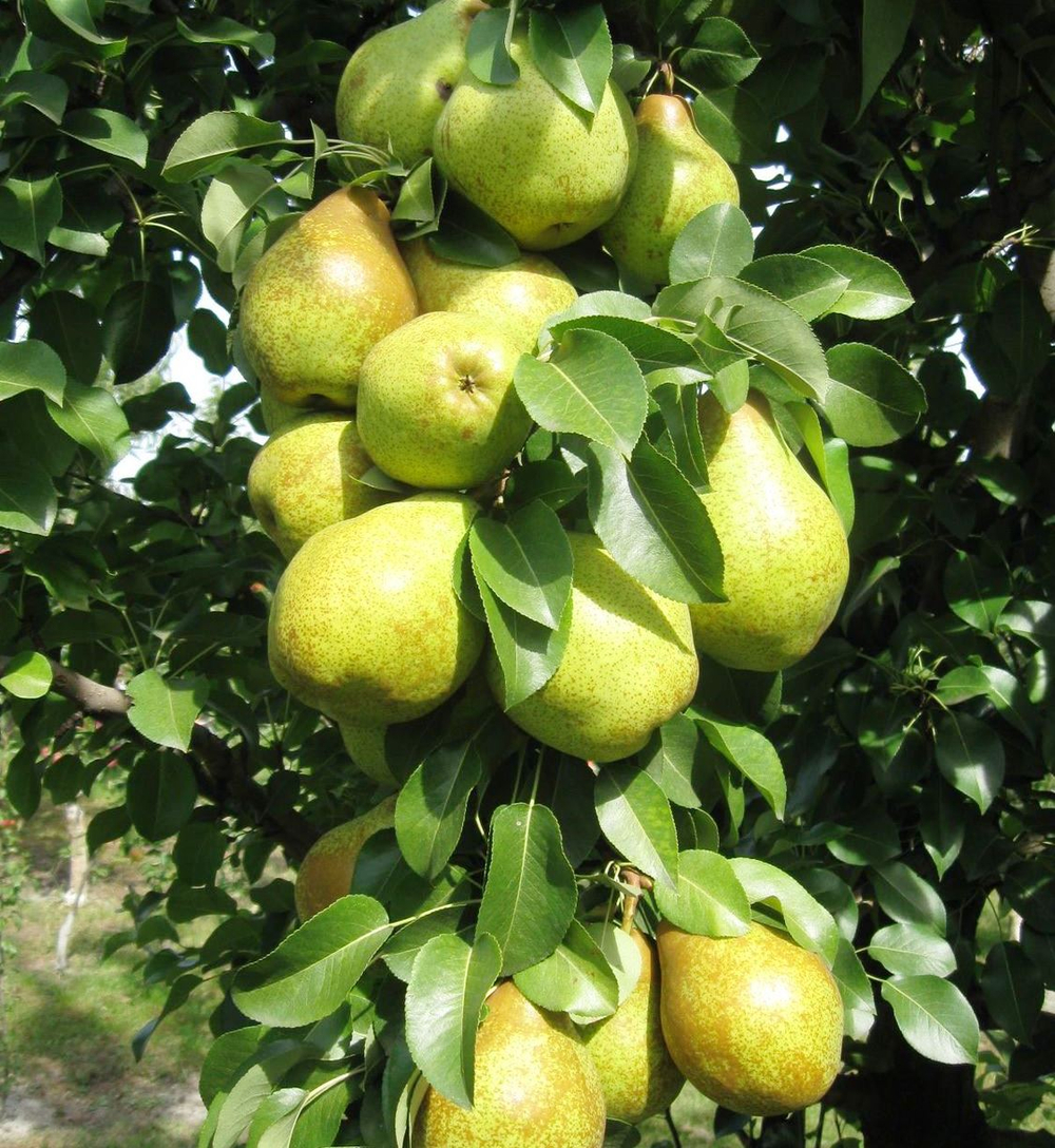 Груша колоновидная Декора