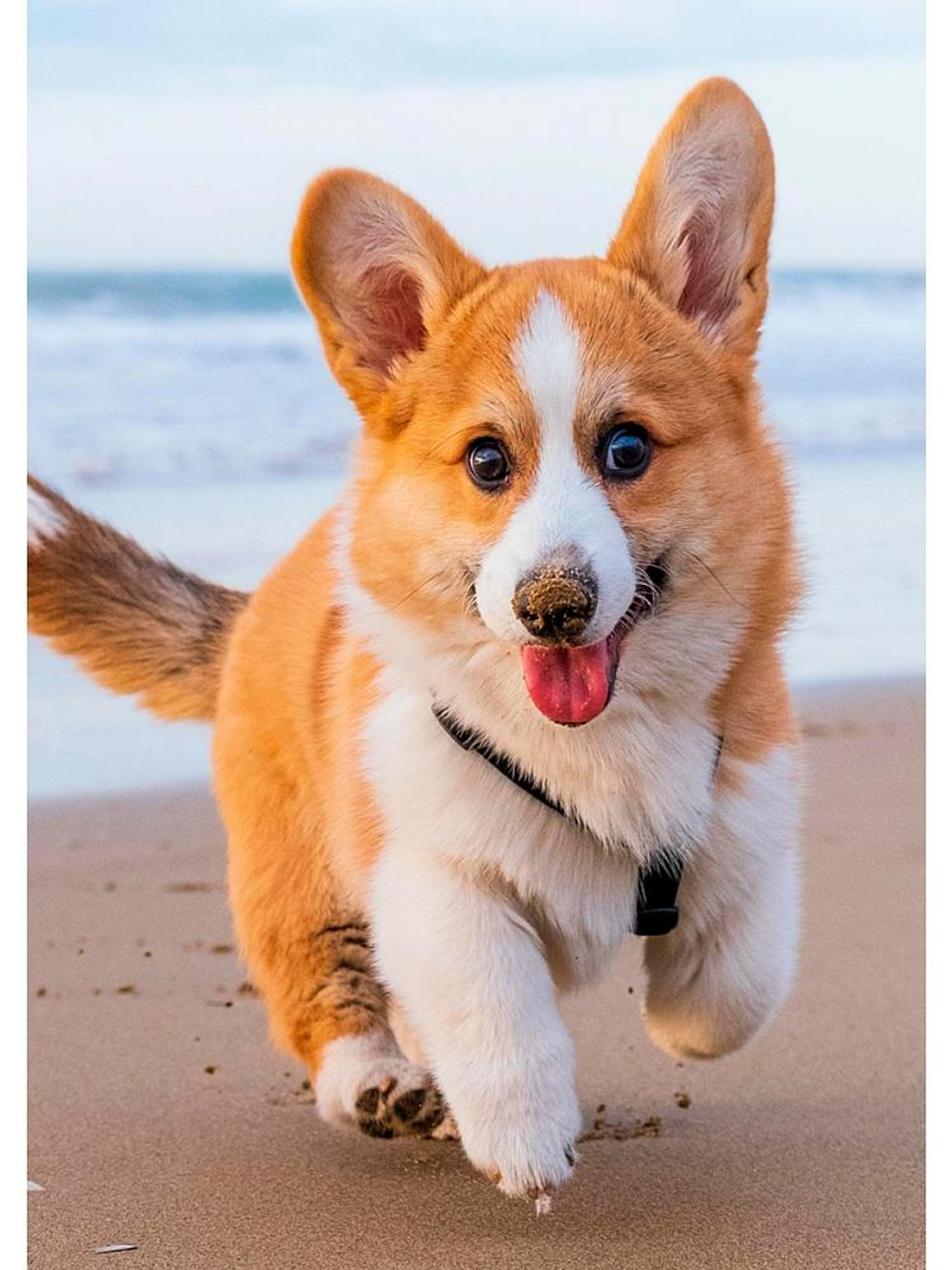 Алмазная мозаика 17*22см. блест. с подр. "Корги на пляже" с полным заполн. 20цв. (Арт. НД-0756)