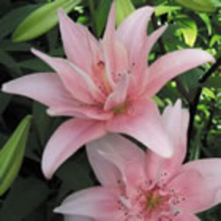 Лилия Элоди азиатская махровая