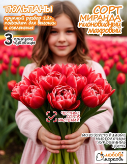 Тюльпан Луковица, Миранда 3 шт, крупный разбор 12+