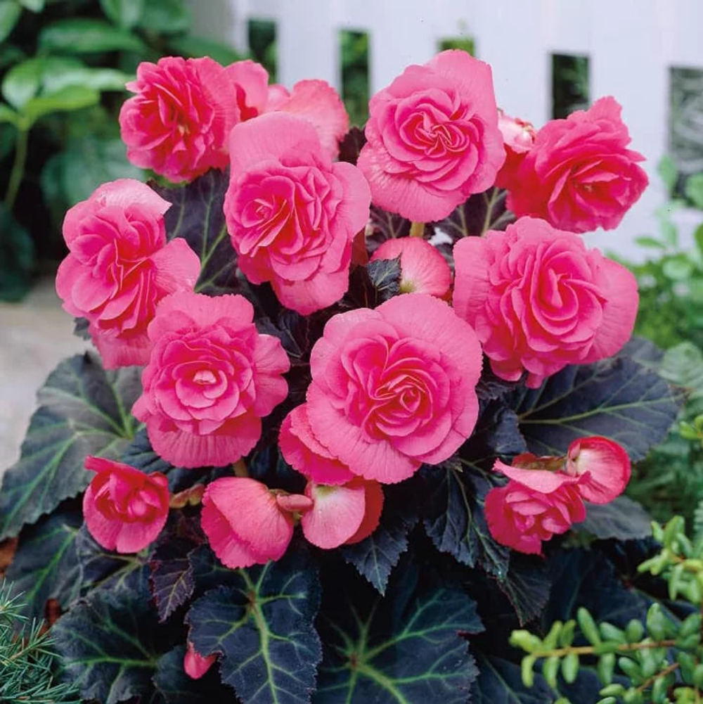 Бегония махровая Дабл Пинк крупноцветковая