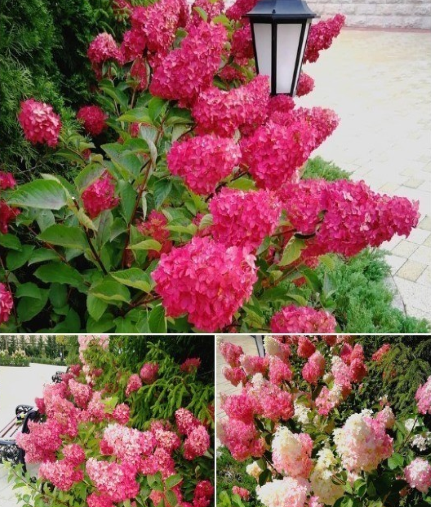 Гортензия метельчатая Фрейз Мельба (4-6 веток) Закупка М59 апрель 2026