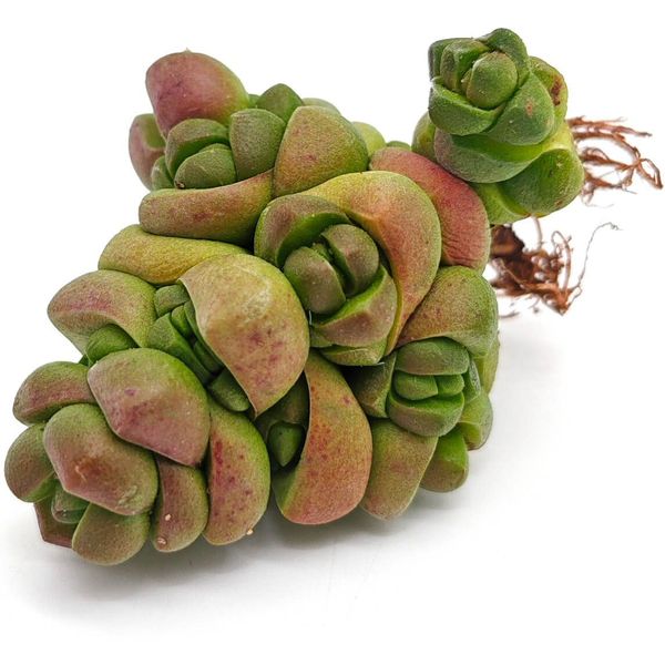 Крассула Маршанди