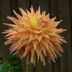 Георгин Хапет Аврора ( Hapet Avrora)