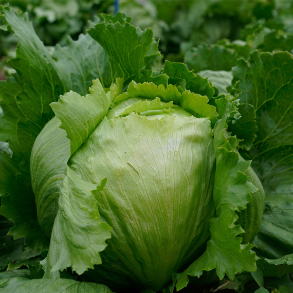 Айс Мюзик семена салата айсберг (Syngenta / Сингента) – фото 2