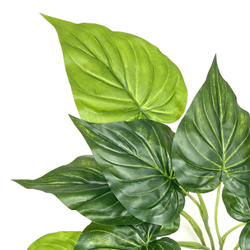 Филодендрон куст 45 см