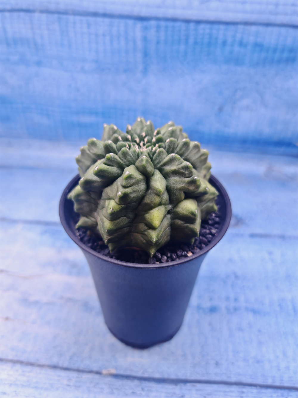 Gymnocalycium Spineless (Гимнокалициум)