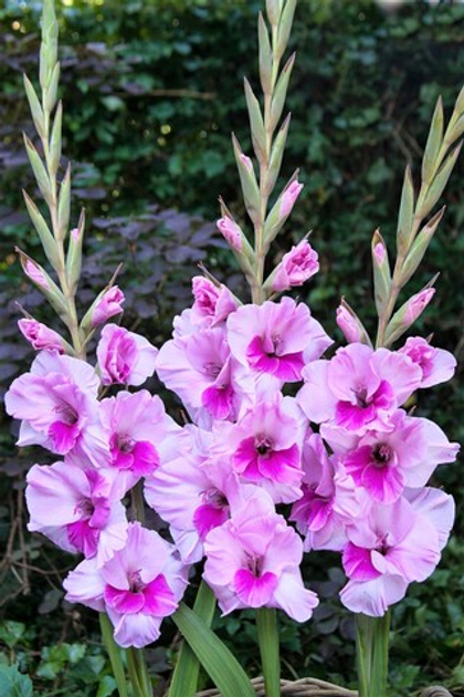 Гладиолус Сакраменто Фризл