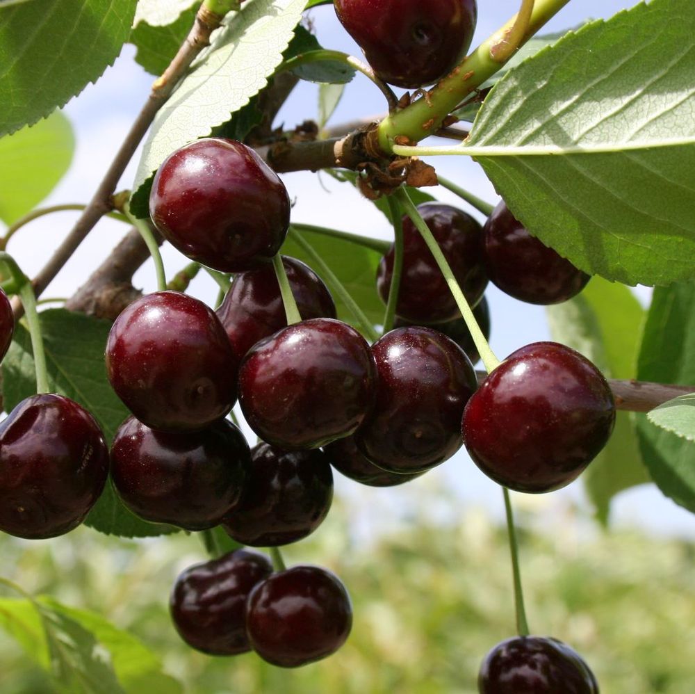 Дюк Кормилица