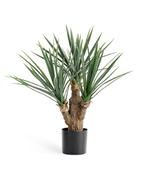 Юкка Рострата Мини 3 ствола 70 см