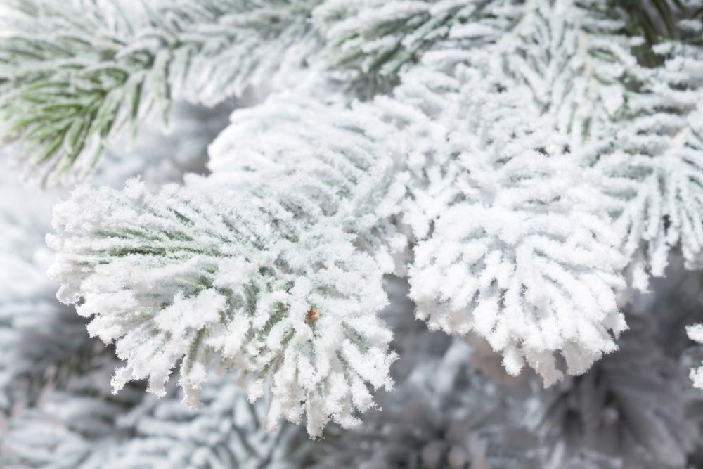 Заснеженная ель «Кадриль» (Литая хвоя) 150 см / 1,5 м