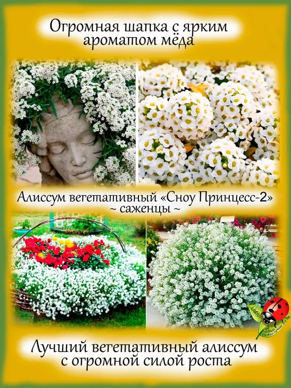 Алиссум Сноу Принцесс 2 вегетативный