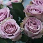 Роза чайно-гибридная Tiara