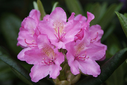 Рододендрон гибридный Гаага 40-50 см Закупка М63 апрель 2026