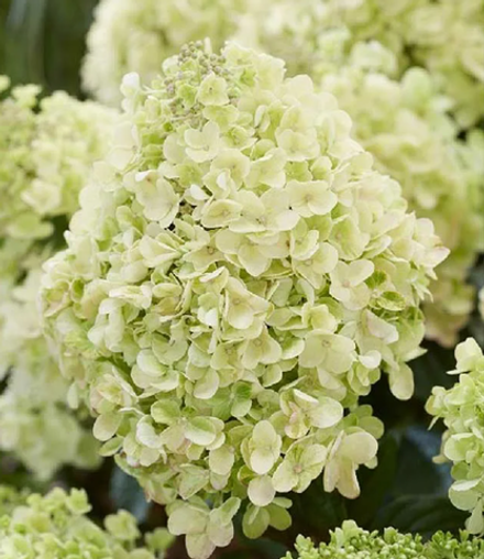 Гортензия метельчатая Bee Happy в контейнере 0,5л