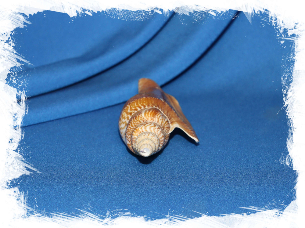 Стромбус листери (Strombus listeri) (поврежденный завиток)