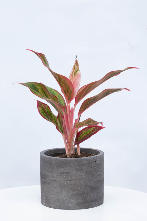 Аглаонема Джангл Лава