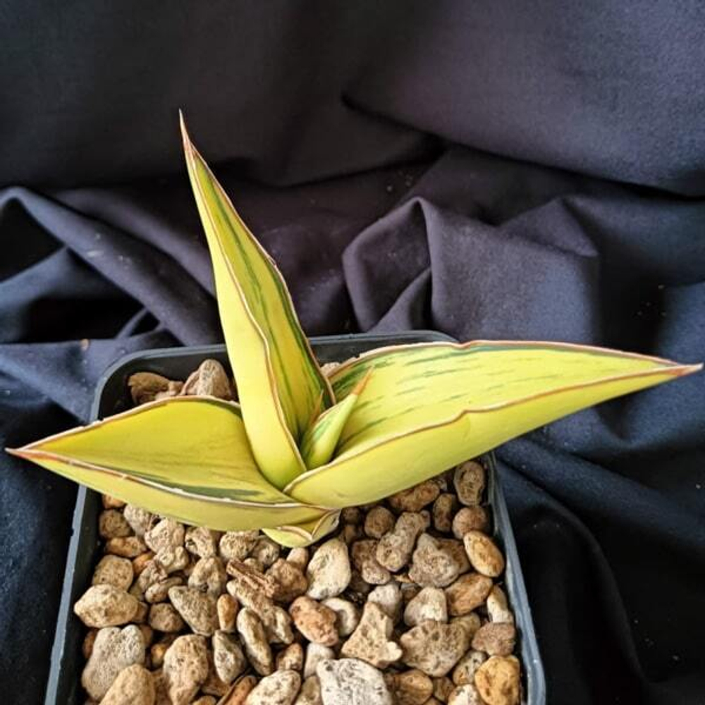 Сансевиерия SRIKATON