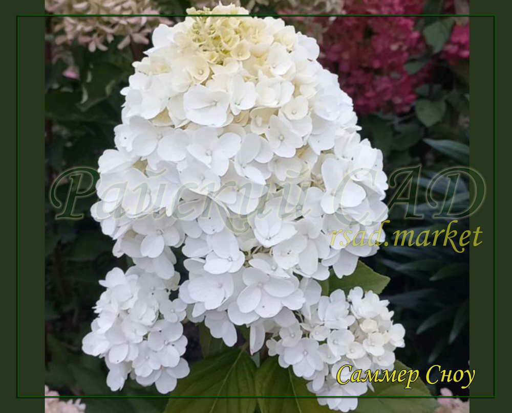 Гортензия метельчатая Саммер Сноу- Снег летом (Hydrangea paniculata `Summer Snow`)