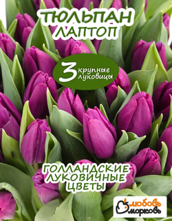 Тюльпан Луковица, Лаптоп, 3 шт крупные