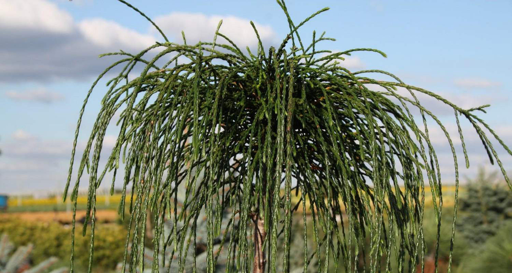 Туя складчатая Випкорд Ра80 С20 20-30