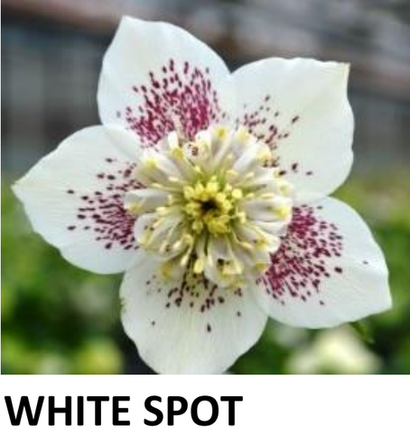 Морозники на весну 26 (конец марта)