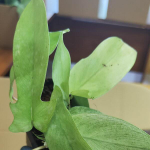 Филодендрон FLORIDA GHOST MINT (В38)