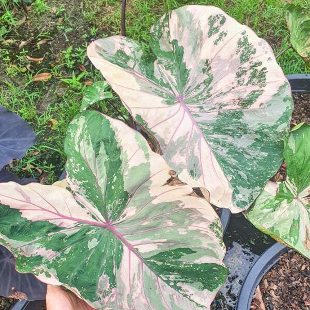 Колоказия PINK WAYU