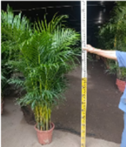 Ховея Belmoreana д. 28