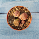 Lithops sp. (Литопсы)